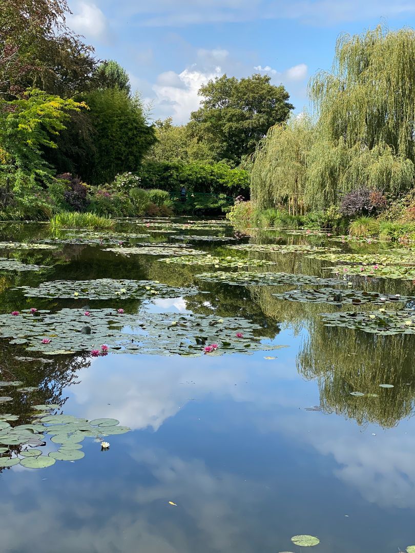 A pond with water lilies and trees in the background.