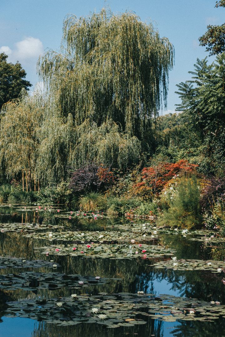 A pond surrounded by water lilies and trees.