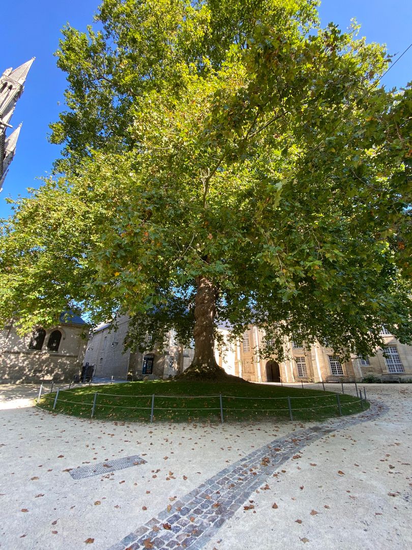A large tree in the middle of a courtyard.