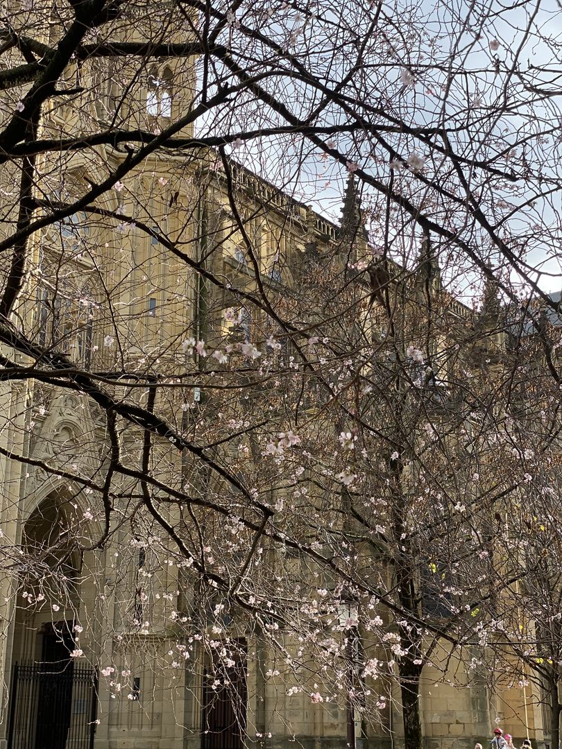 A large building with trees in bloom in front of it.