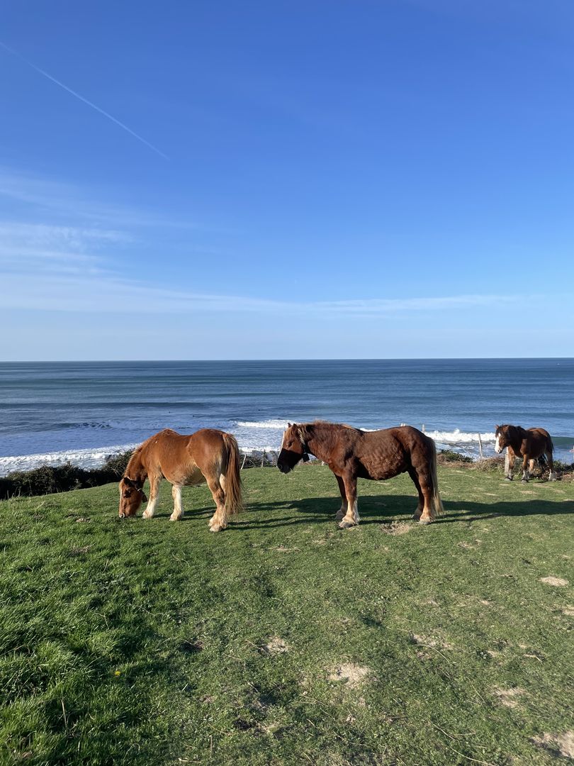 Three horses grazing on a grassy hill near the ocean.