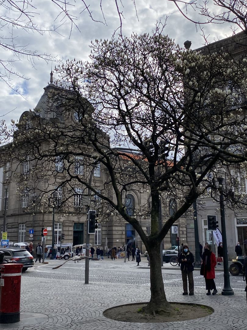 A tree in the middle of a city square.