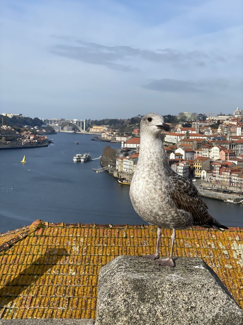 A seagull standing on top of a roof overlooking a city.