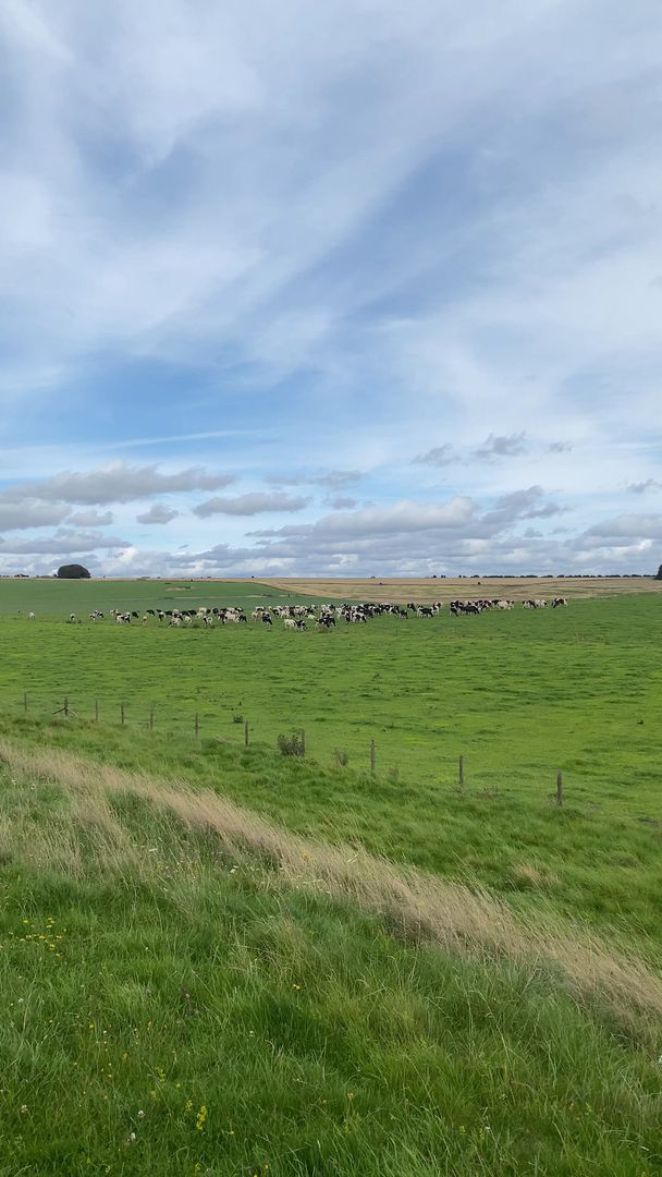 A grassy field with cows grazing in it.