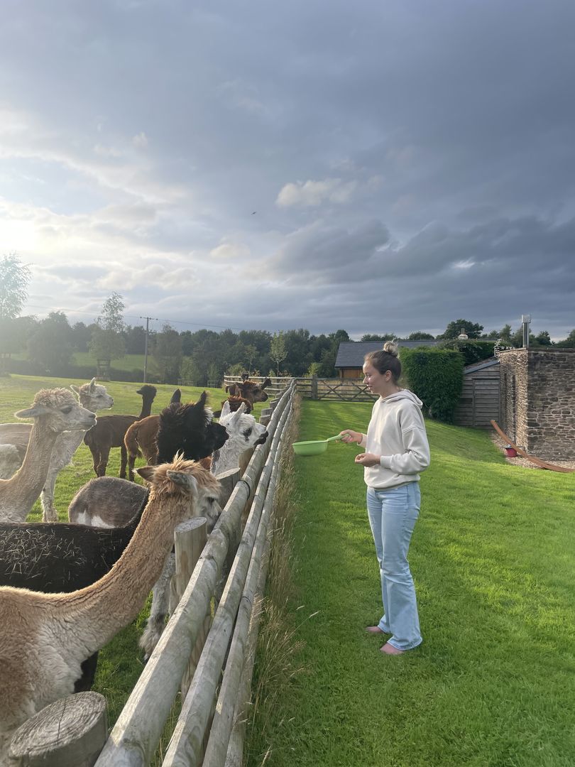 A woman feeding alpacas from a fence.