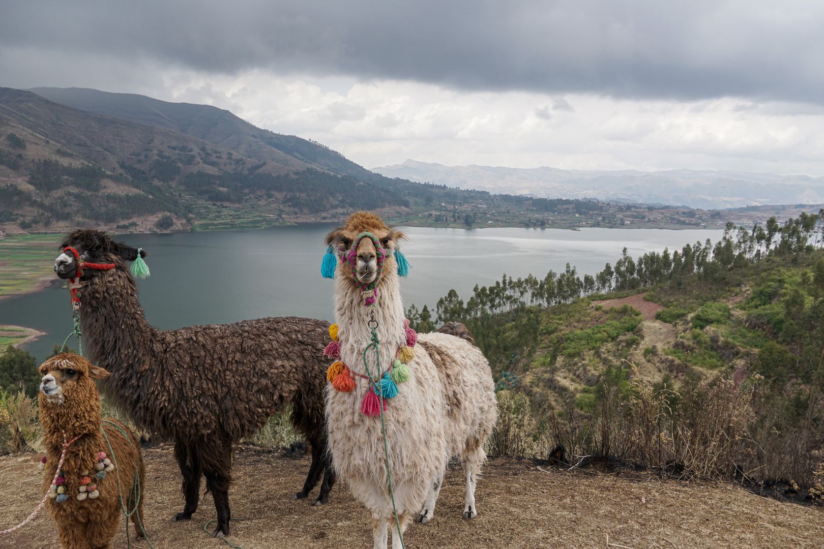 Three llamas standing on a hill overlooking a lake.