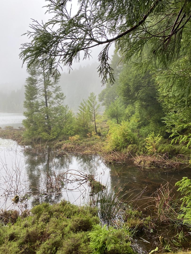 A lake surrounded by trees and bushes on a foggy day.