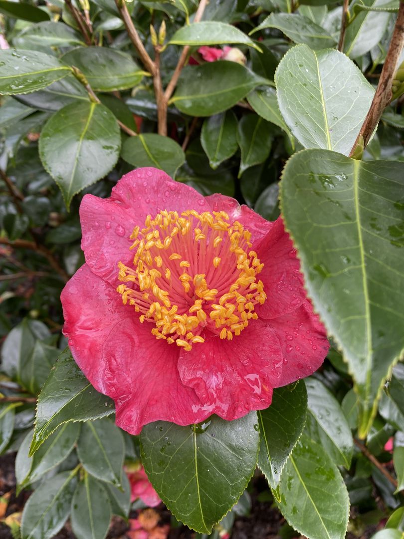 A red camellia flower with a yellow center.