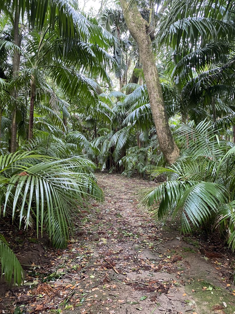 A path through a tropical forest with lots of palm trees.