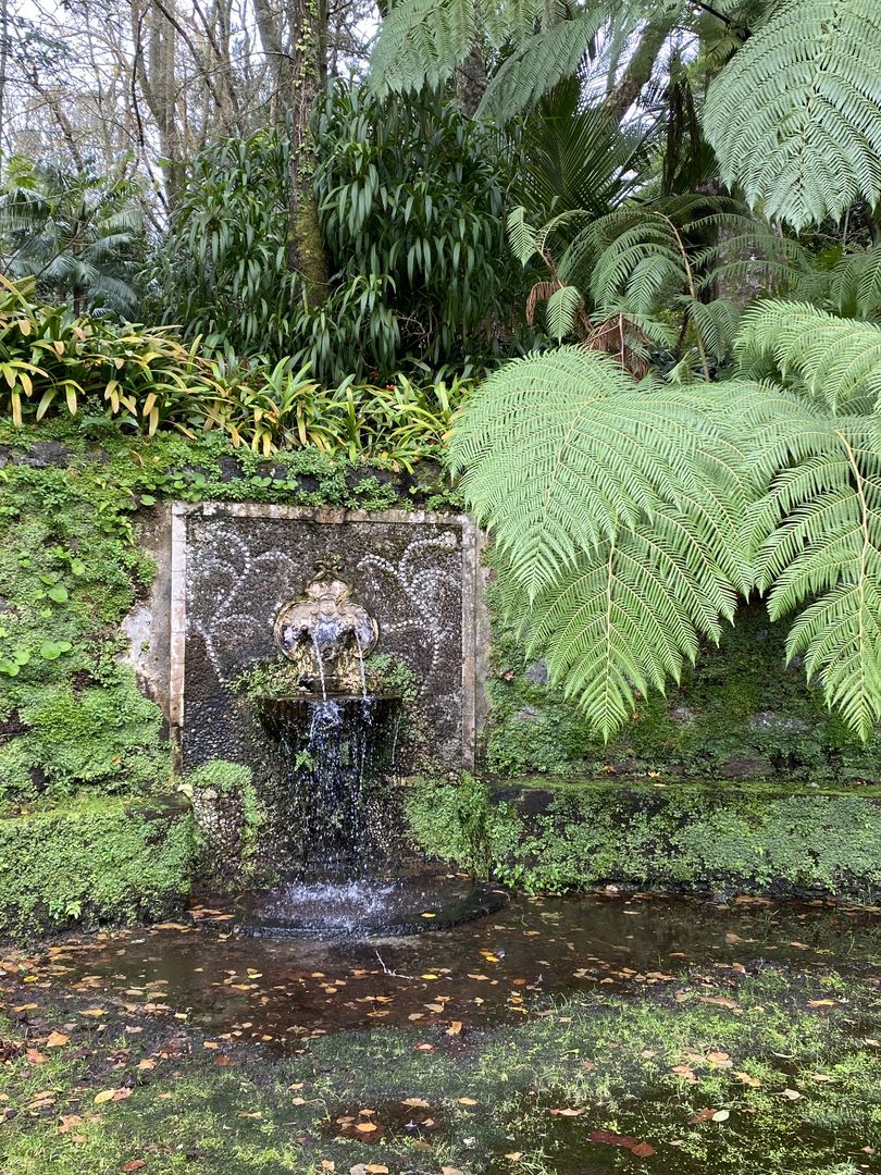 A fountain in a garden with ferns and moss.