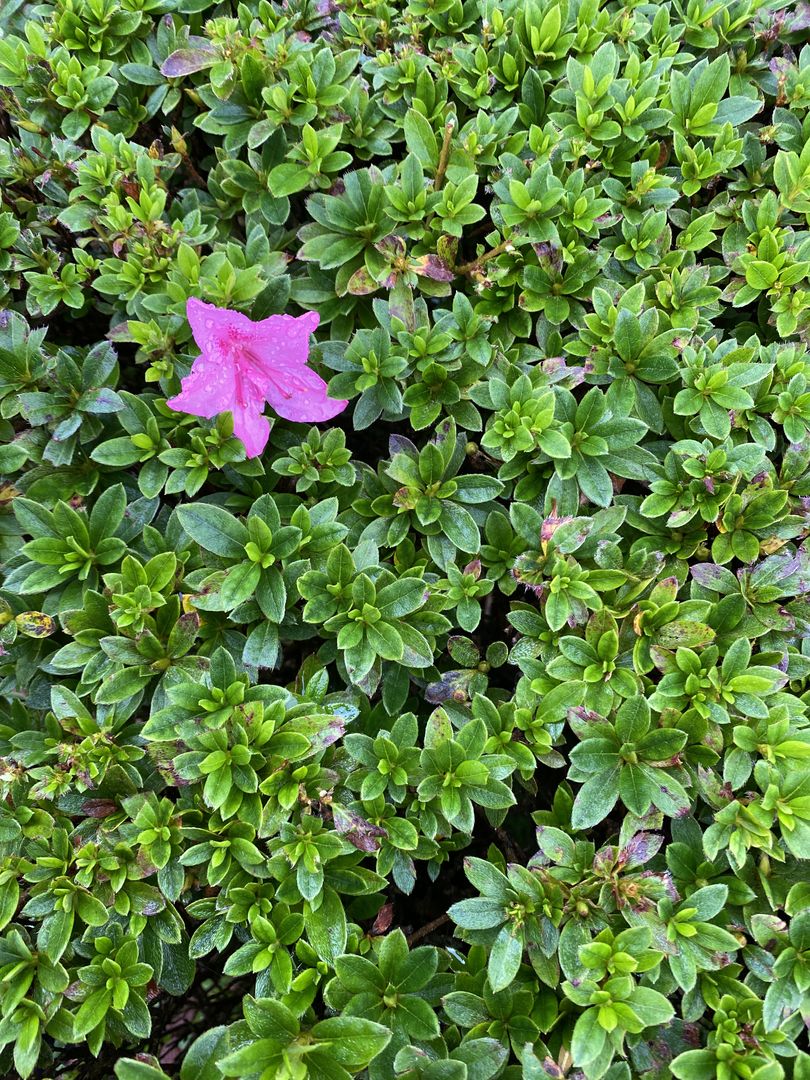 A pink flower is growing in a bed of green leaves.
