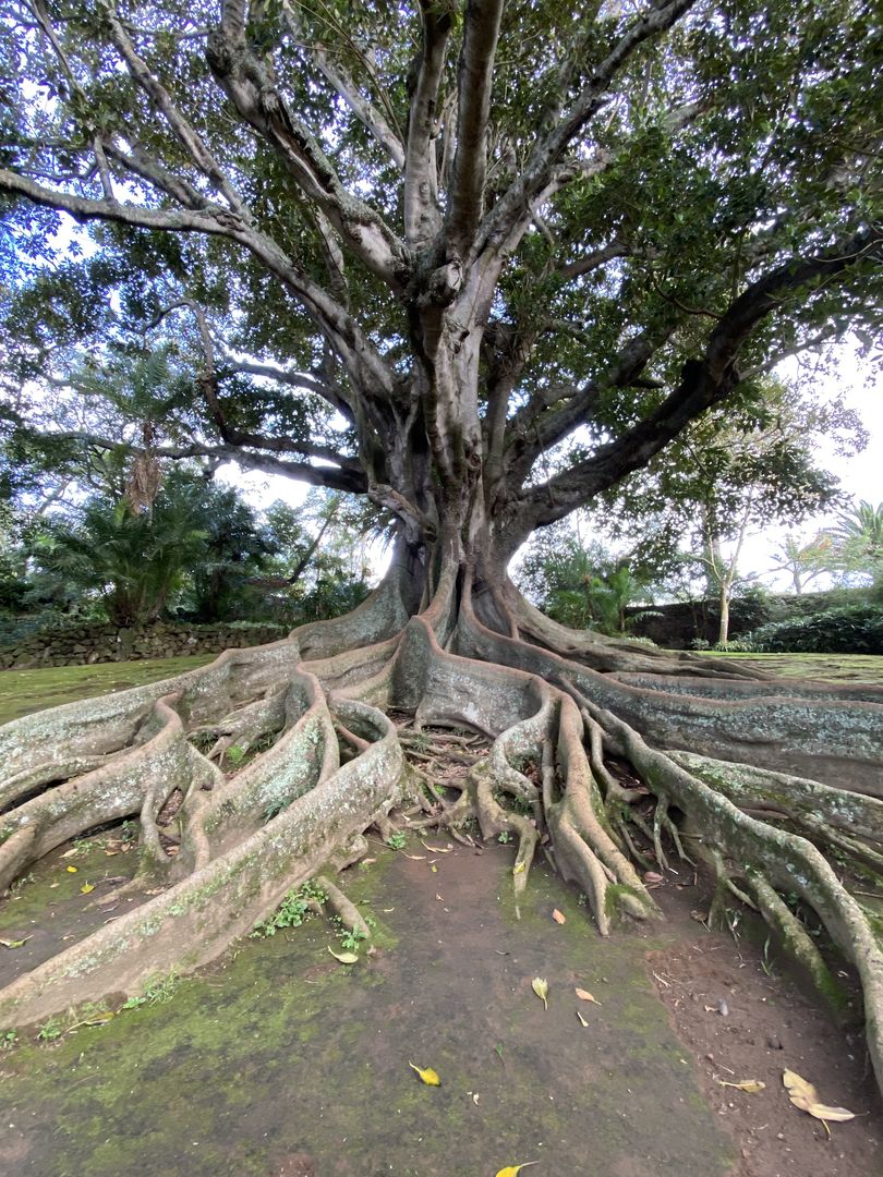 A large tree with roots on the ground.