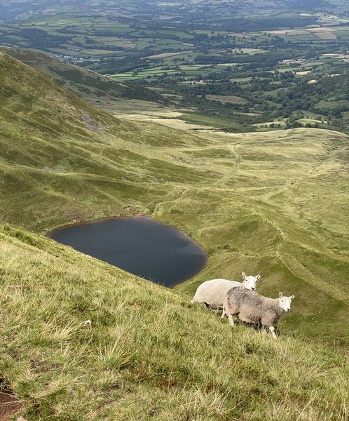 Two sheep standing on a grassy hillside near a pond.